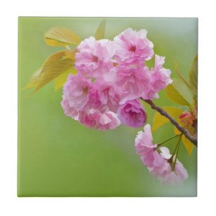 Carreau Vieille tuile de roses