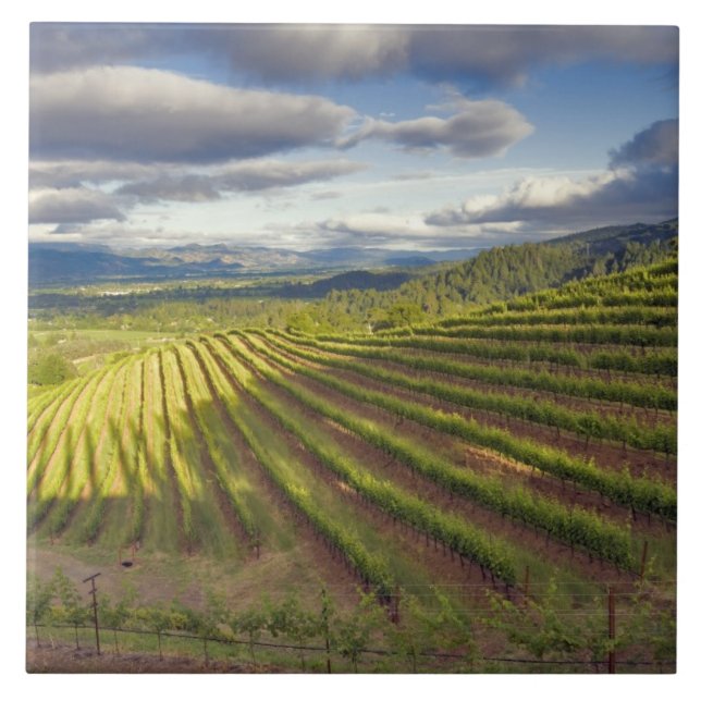 Carreau Vignoble. Napa Valley. Napa. Comté de Napa, (Devant)
