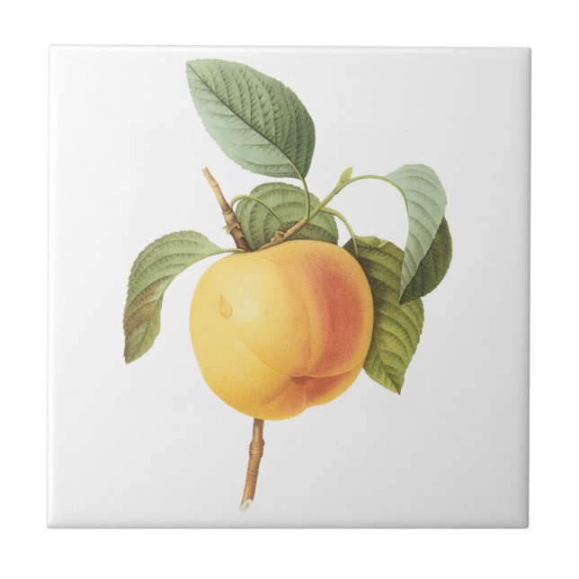 Carreau Vintage Fruit Food, Calville Apple par Redoute (Devant)
