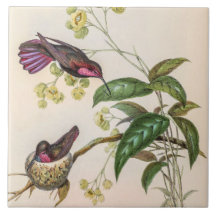 Vintage Hummingbirds by John Gould