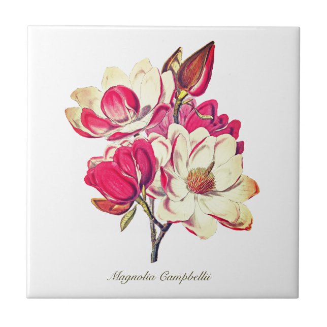 Carreau Vintage Magnolia rose Fleur blanche (Devant)