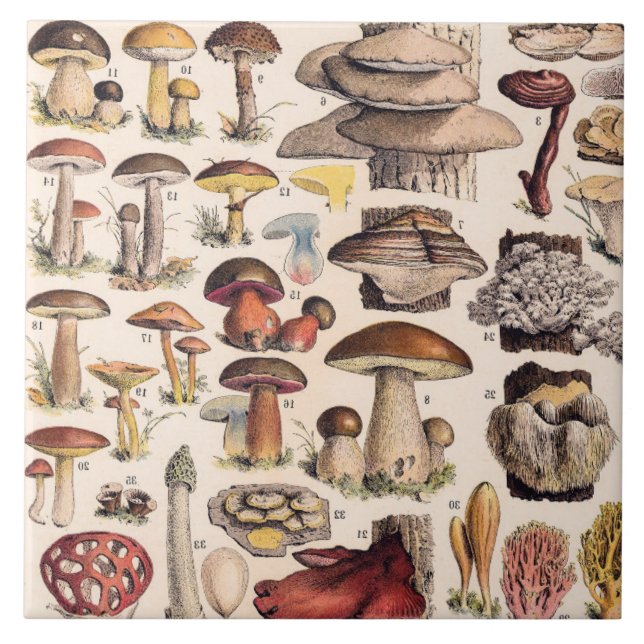 Carreau Vintage Mushrooms By Adolphe Millot (Devant)