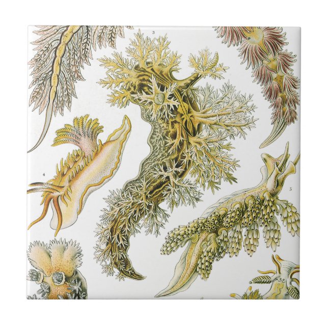 Carreau Vintage Nudibranchia, Sea Slugs by Ernst Haeckel (Devant)
