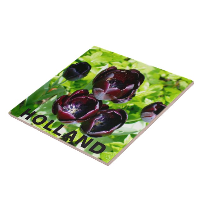 Carreau Vintage violet noir Tulipes vert Fleurs Hollande (Côté)