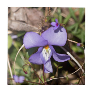 Carreau Violette à pieds d'oiseau avec bluets