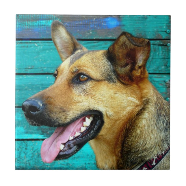 Carreau Visage de chien de berger allemand (Devant)