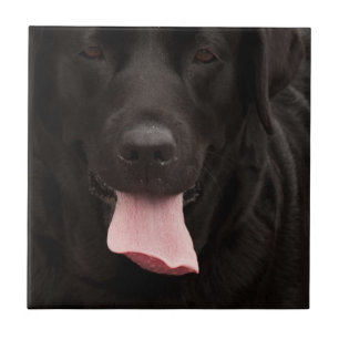 Carreau Visage de chien noir
