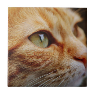 Carreau Visage déterminé d'un chat de gingembre