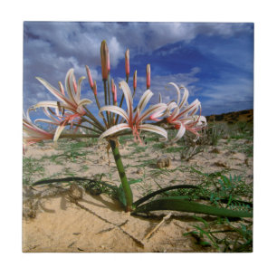 Carreau Vlei Lily (Nerine Laticoma) En Fleur