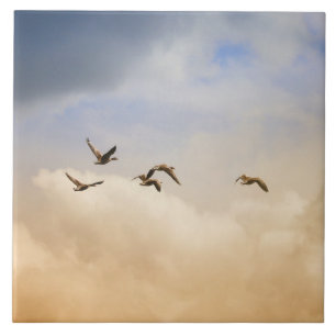 Carreau Vols d'oiseaux