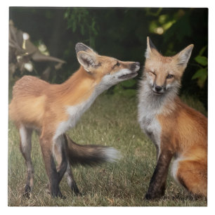 Carreau Vous Avez Une Menthe ?