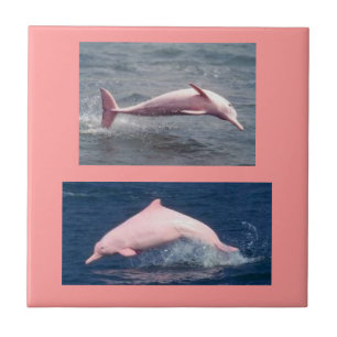 Carreau vraie tuile rose de dauphins