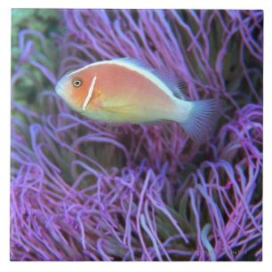 Carreau Vue de côté d'un poisson d'anémone rose,