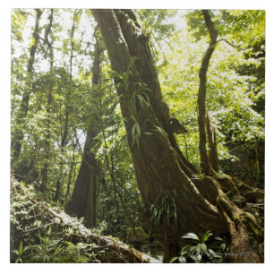 Carreau vue de forêt tropicale, Dominique