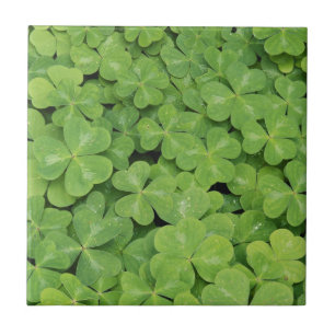 Carreau Vue sur Oxalis Oregana Bois Sorrel Foliage