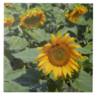 Carreau WA, comté de Kittitas, champ de tournesols