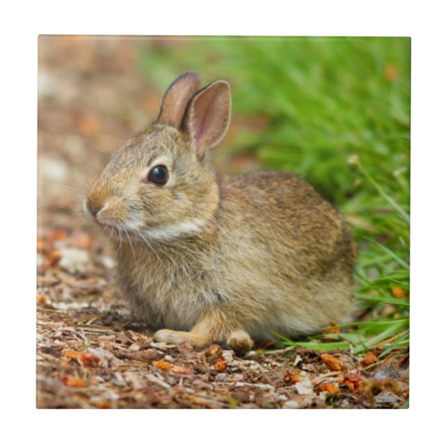 Carreau WA, Redmond, East Cottontail bébé lapin (Devant)