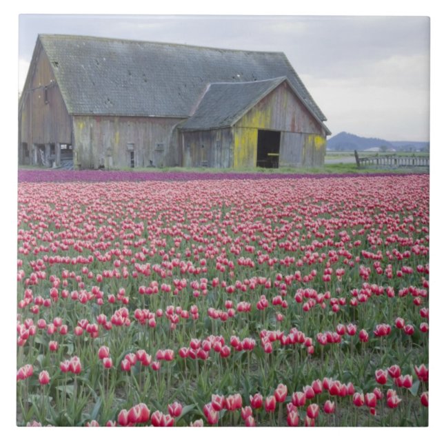 Carreau WA, Skagit Valley, Tulip Field et Barn (Devant)