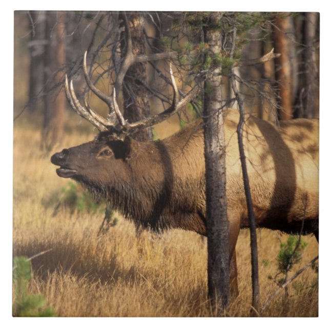 Carreau wapiti, Cervus elaphus, bull bourdonne dans un brû (Devant)