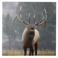 Wapiti mâle bramant, Parc national de Yellowstone,
