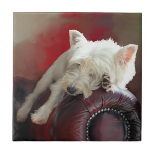 Carreau Westie au repos