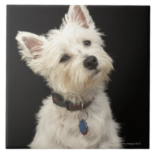 Carreau Westie (terrier des montagnes occidental) avec le