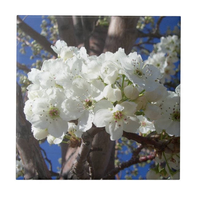 Carreau White Blossoms II (Devant)