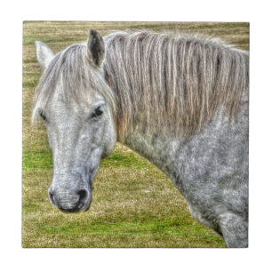 Carreau White New Forest Pony Wild Horse