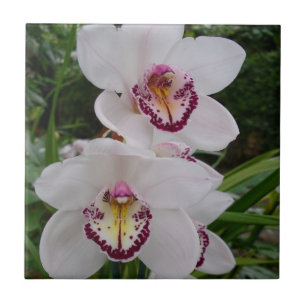 Carreau White Orchids Beautiful Tropical Flowers