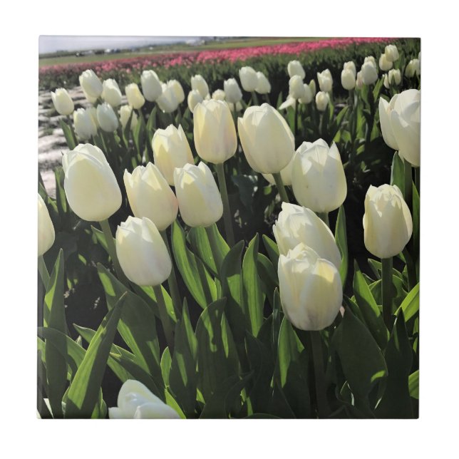 Carreau White Tulips à Field, Oregon (Devant)
