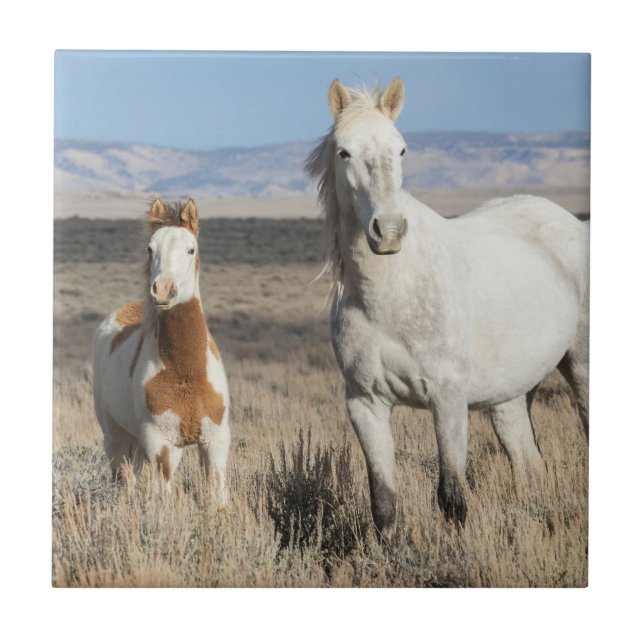 Carreau Wild Horses at Home in the Sandwash Basin (Devant)