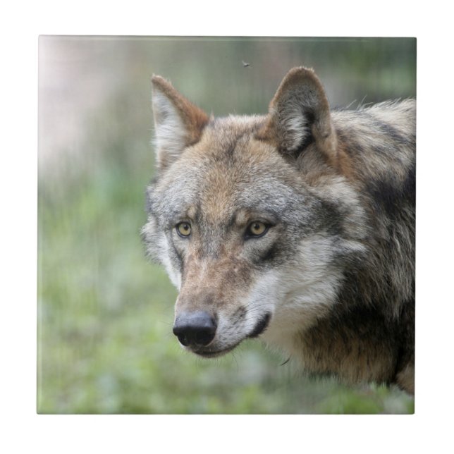 Carreau Wolf 001 (Devant)