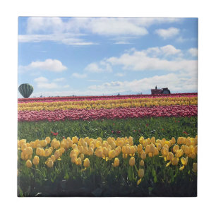 Carreau Wooden Shoe Tulip Farm, Woodburn, Oregon