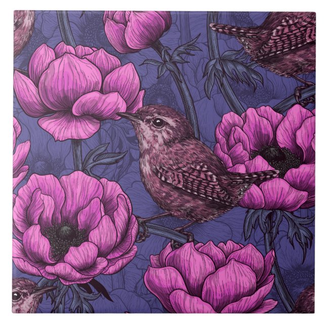 Carreau Wrens dans le jardin de l'anémone (Devant)