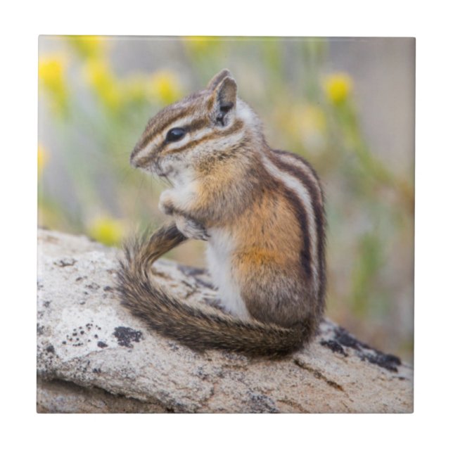 Carreau Wyoming, Comté De Sublette, Moins Chipmunk (Devant)