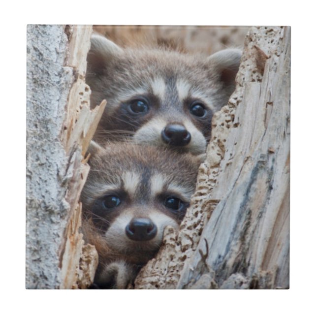 Carreau Wyoming, Lincoln County, Raccoon (Devant)