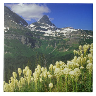 Carreau Xerophyllum à Logan Pass dans le parc national de