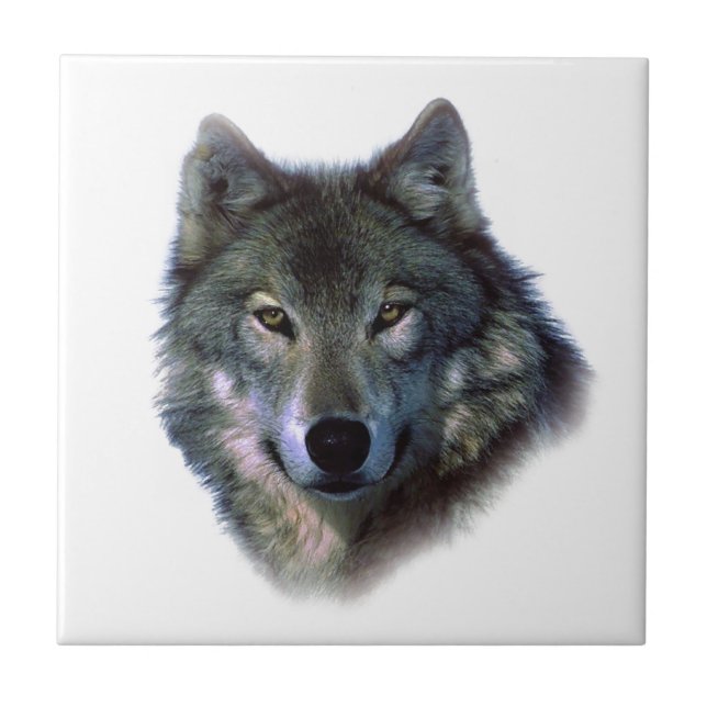 Carreau Yeux de loup gris (Devant)
