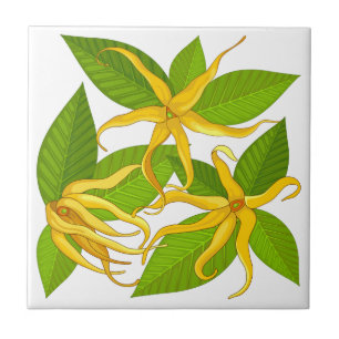 Carreau Ylang Ylang Fleurs Parfumées Exotiques