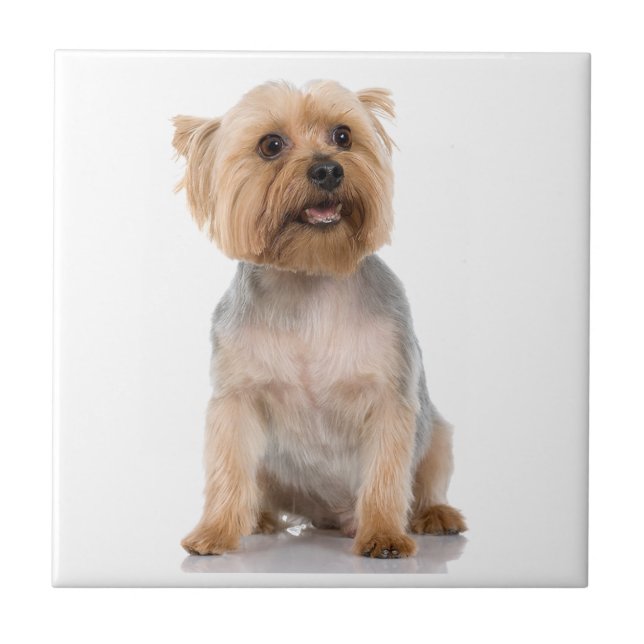 Carreau Yorkshire Terrier (Devant)