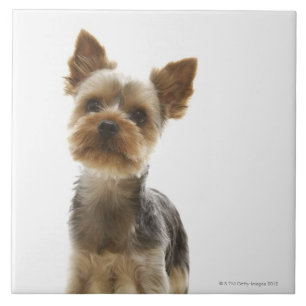 Carreau Yorkshire Terrier