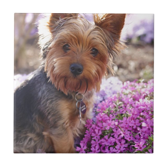 Carreau Yorkshire Terrier (Devant)