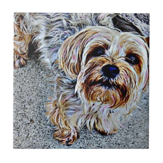 Carreau Yorkshire Terrier (Devant)