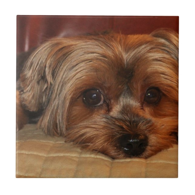 Carreau Yorkshire terrier, yorkie (Devant)