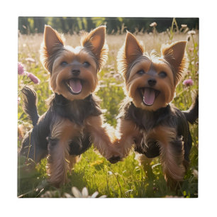 Carreau Yorkshire Terriers Jouer dans l'herbe