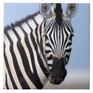Carreau Zebra vous regarde