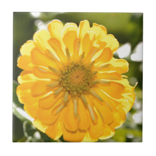 Carreau Zinnia jaune, marguerite jaune, fleur jaune
