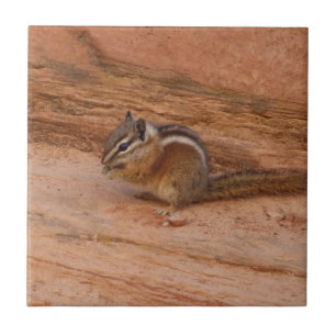 Carreau Zion Chipmunk sur Red Rocks