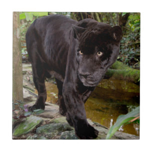 Carreau Zoo de la ville de Belize. Panthère noire