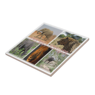 Carreau zZA027 AFRIQUE DU SUD, LE GROS 5 à KRUGER NP